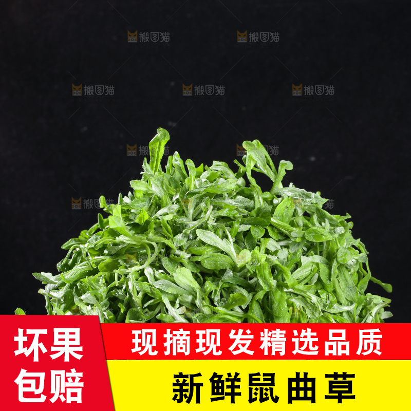 深底上的鼠曲草