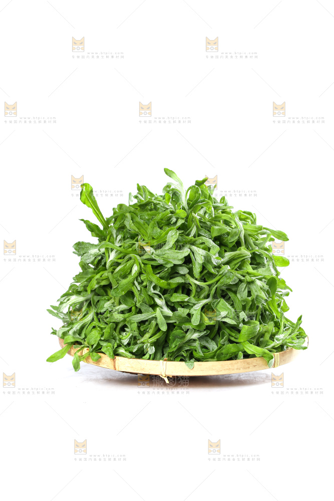 白底上的鼠曲草