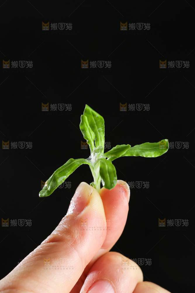 深底上的鼠曲草