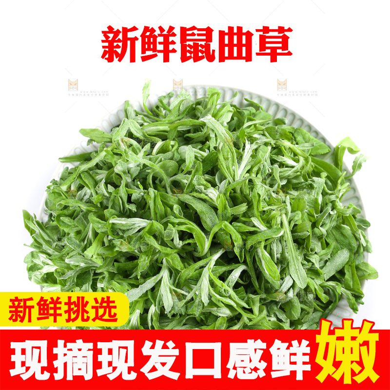 白底上的鼠曲草