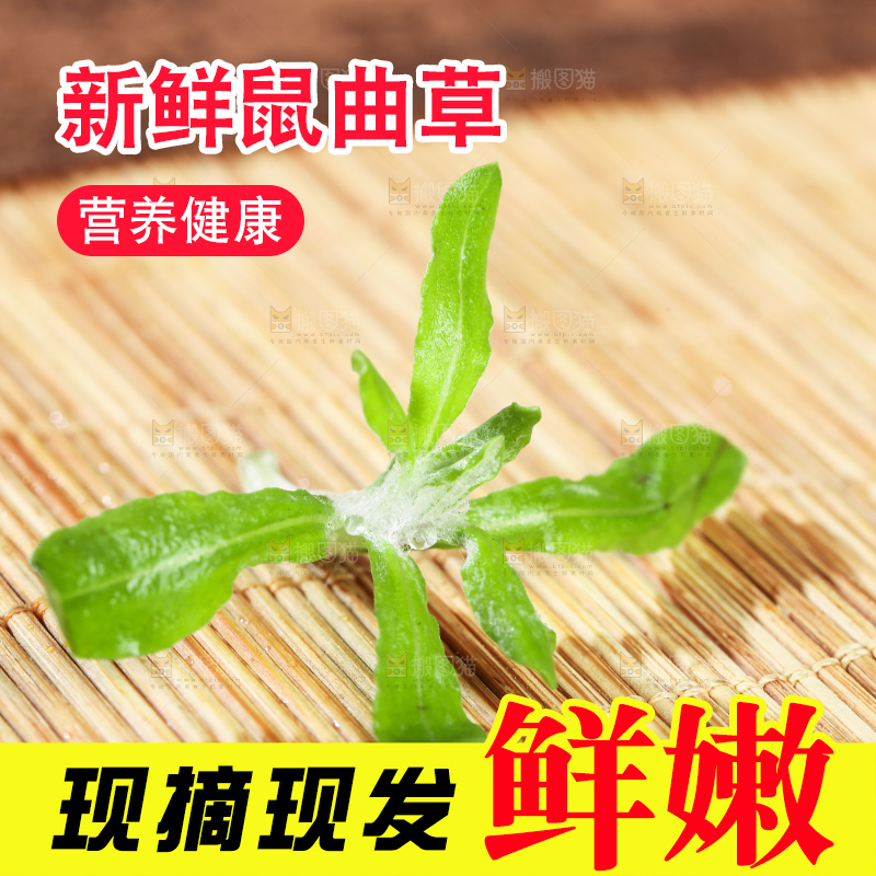 浅底上的鼠曲草