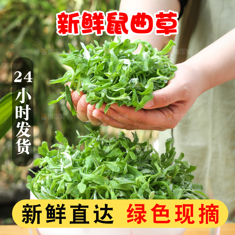 深底上的鼠曲草