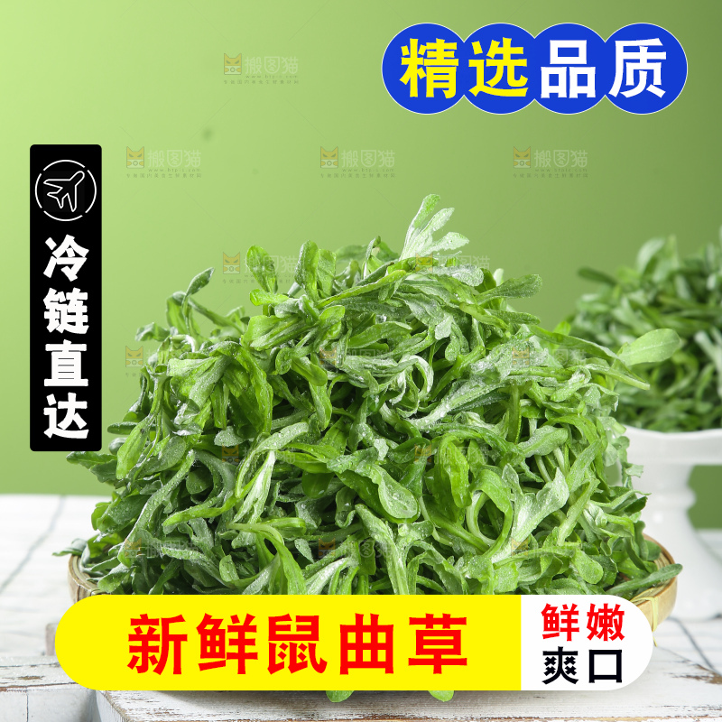 浅底上的鼠曲草