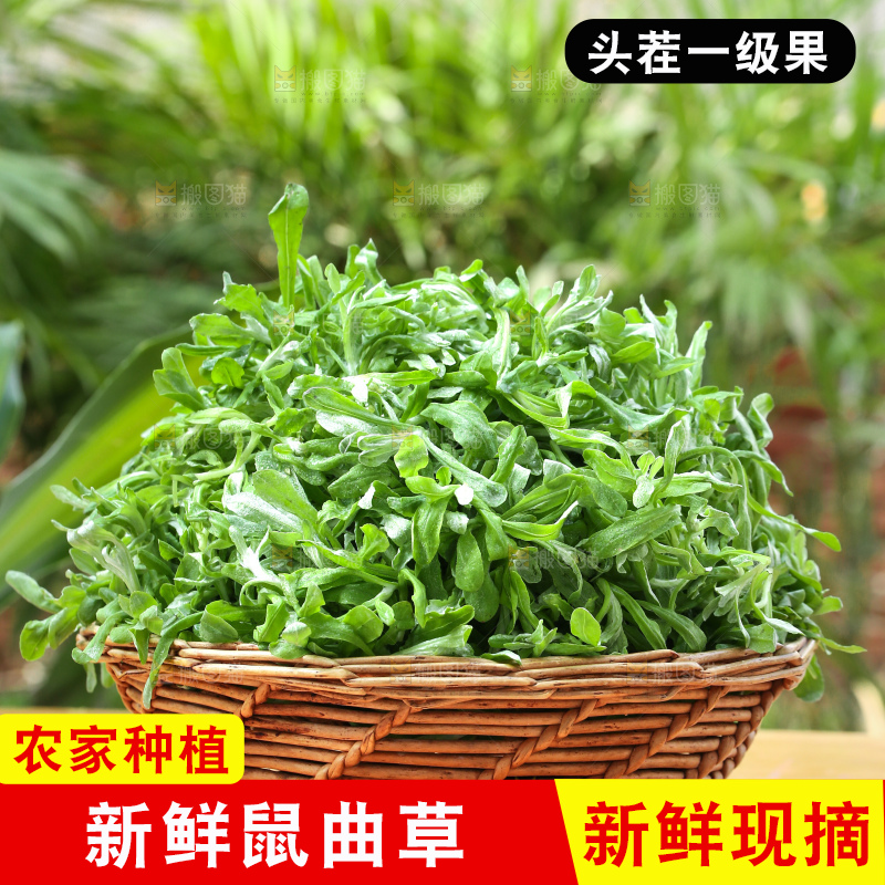 深底上的鼠曲草