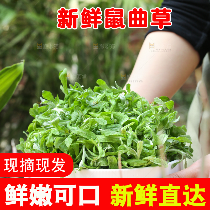 深底上的鼠曲草