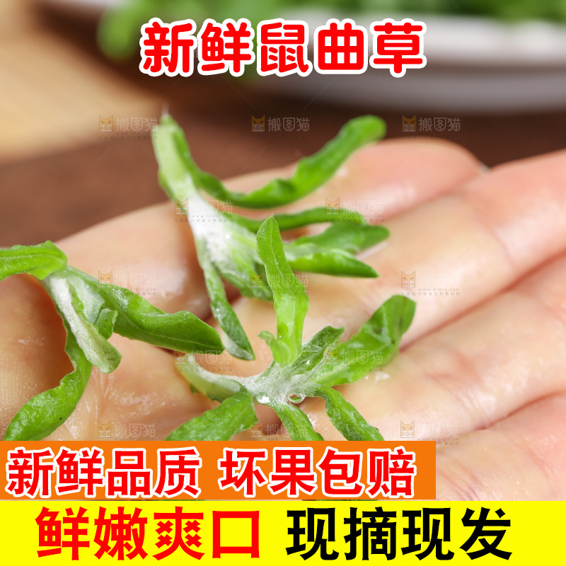 浅底上的鼠曲草