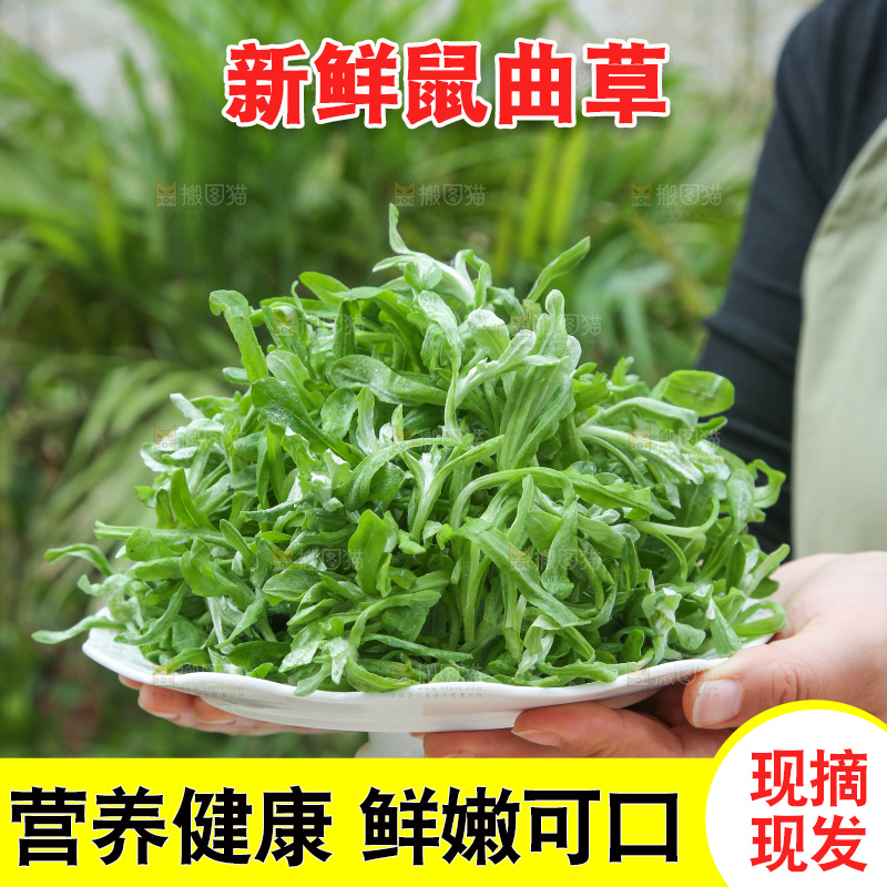 深底上的鼠曲草