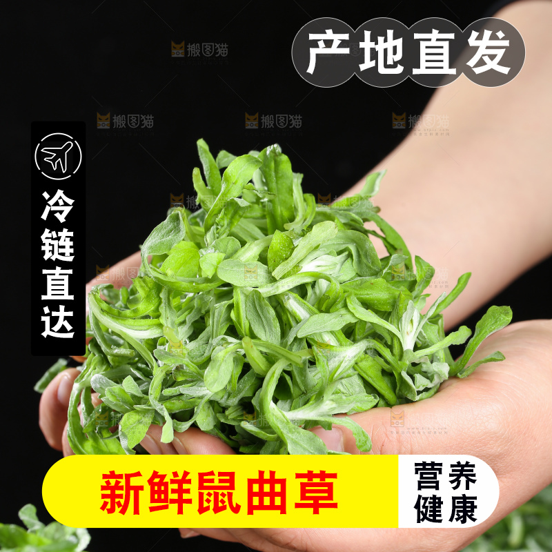 深底上的鼠曲草