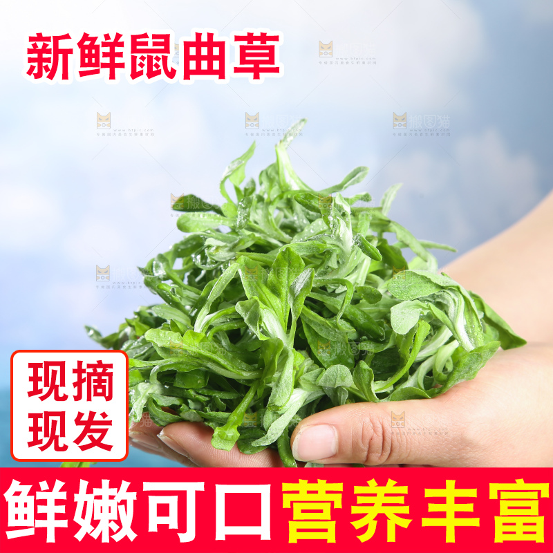 浅底上的鼠曲草
