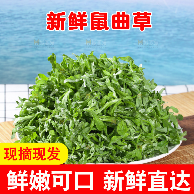 浅底上的鼠曲草