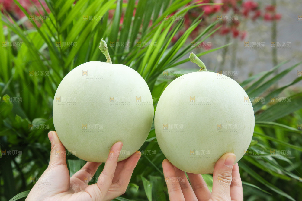 手里拿着玉菇甜瓜