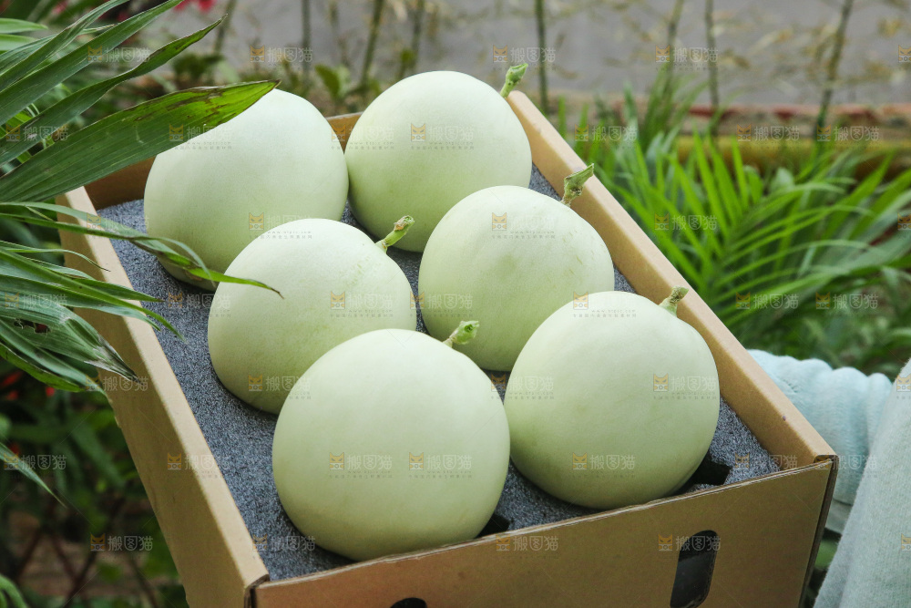 手里拿着玉菇甜瓜