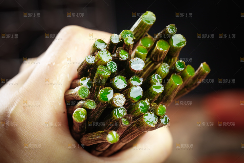 深底上的石斛鲜条