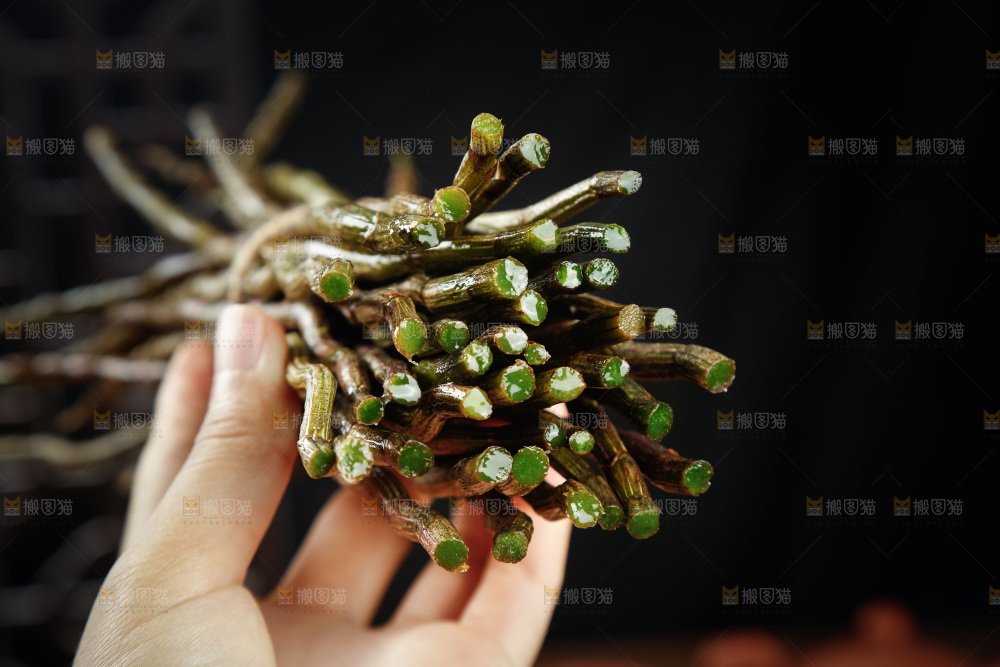 深底上的石斛鲜条
