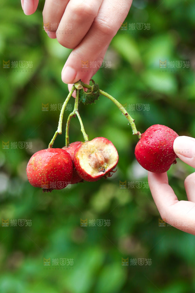 手里拿着新鲜山楂