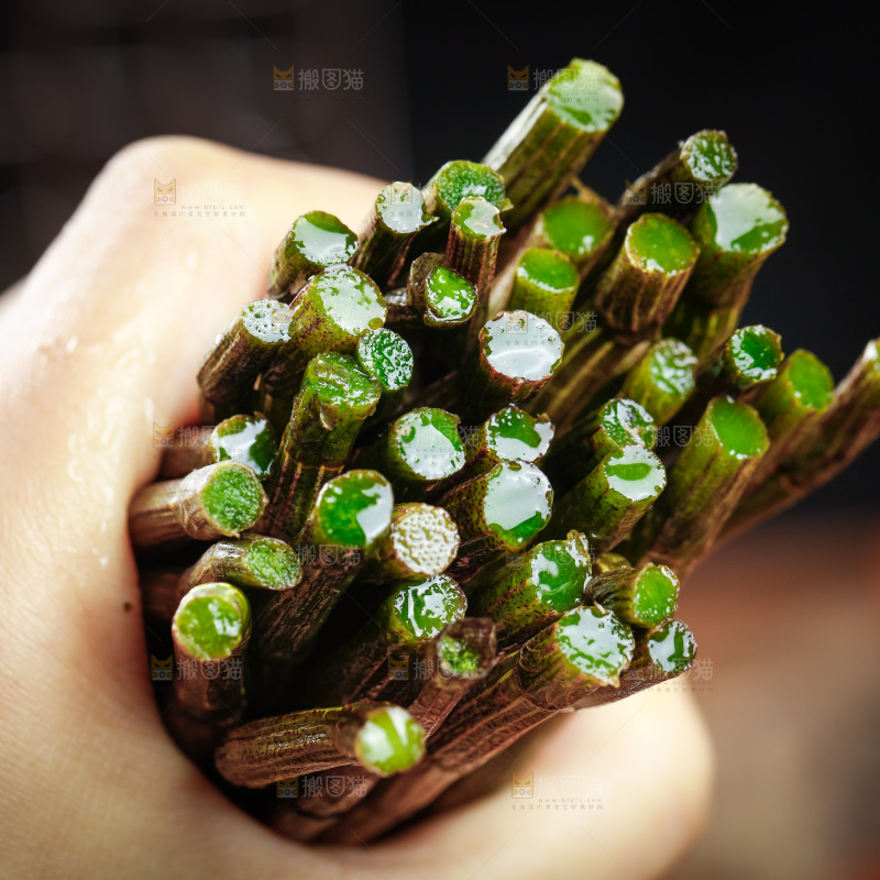 深底上的石斛鲜条