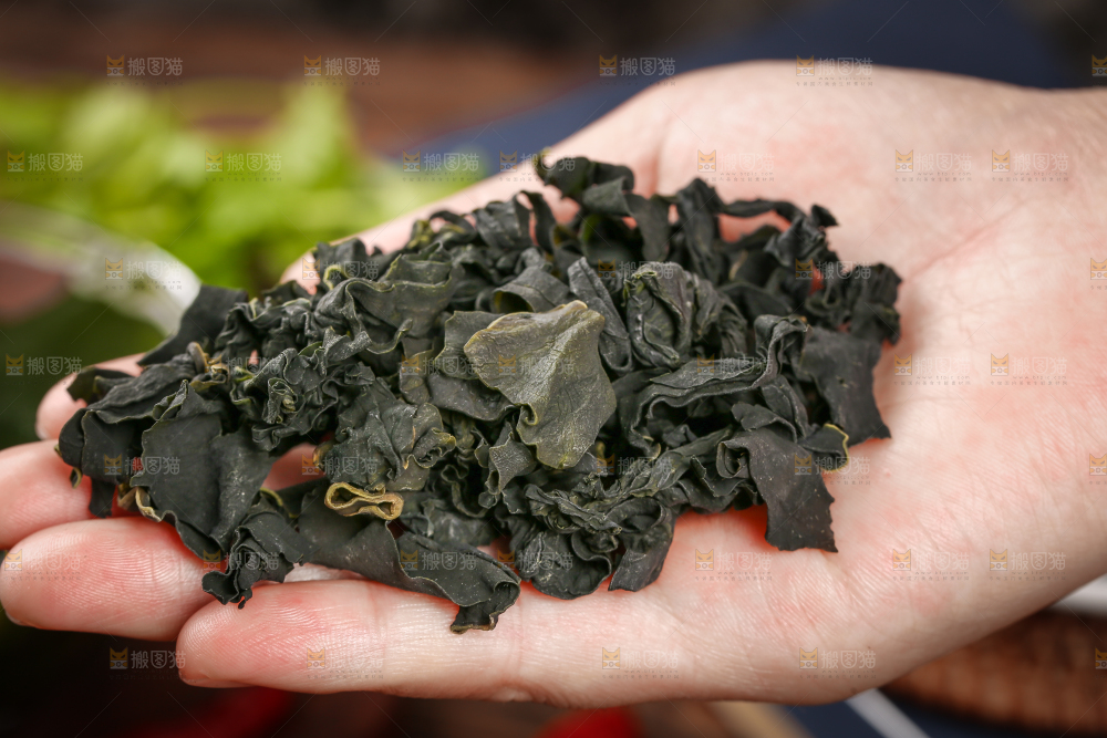 深底上的裙带菜