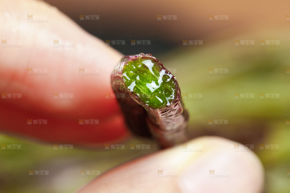 深底上的石斛鲜条