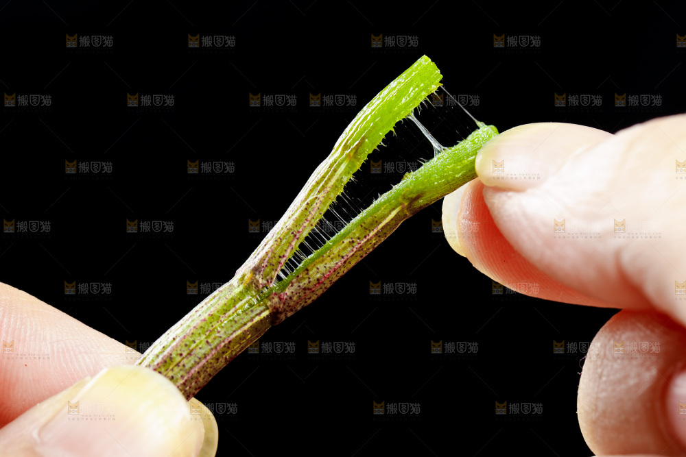 深底上的石斛鲜条