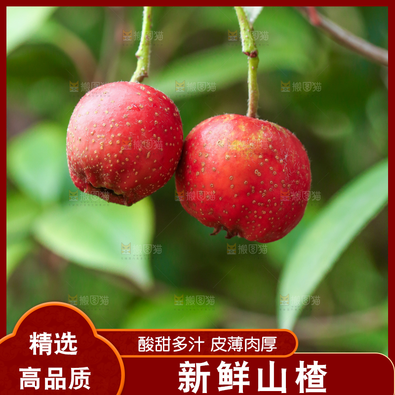 手里拿着新鲜山楂