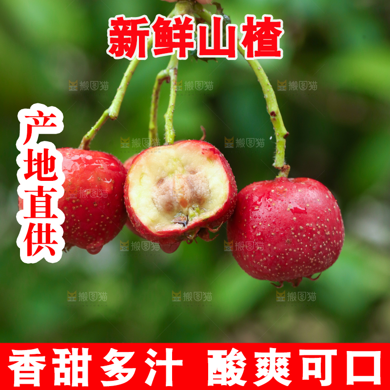 手里拿着新鲜山楂