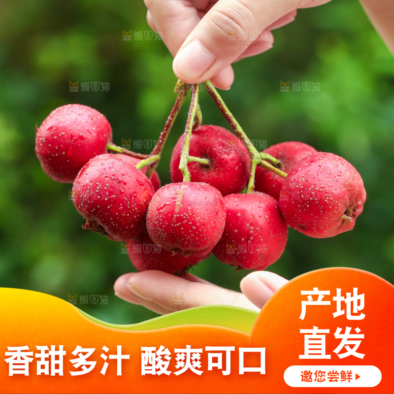 手里拿着新鲜山楂