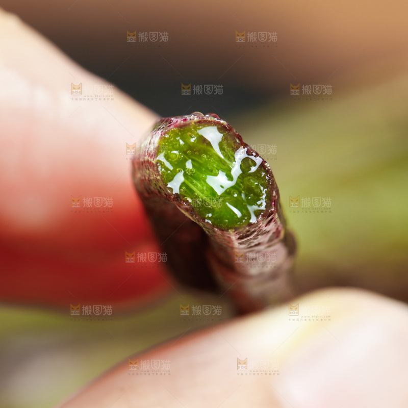 深底上的石斛鲜条