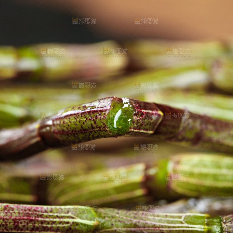 深底上的石斛鲜条
