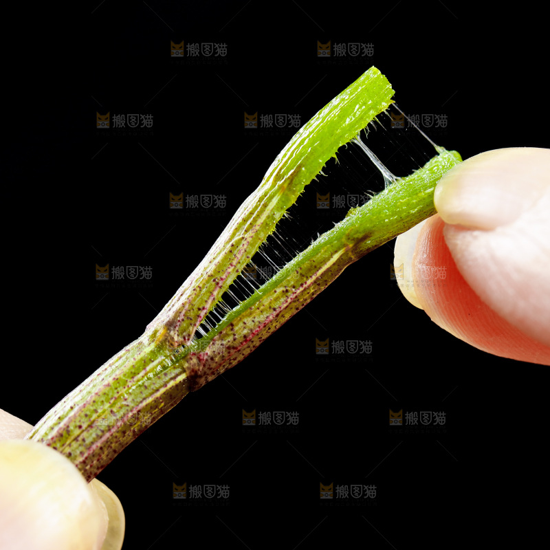 深底上的石斛鲜条