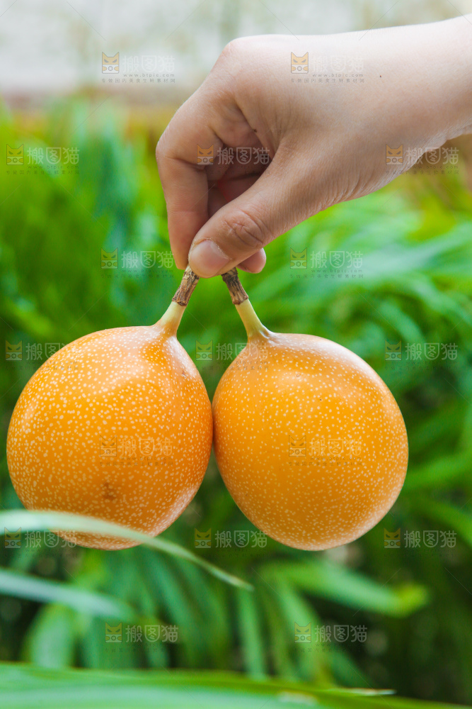 手里拿着热情果