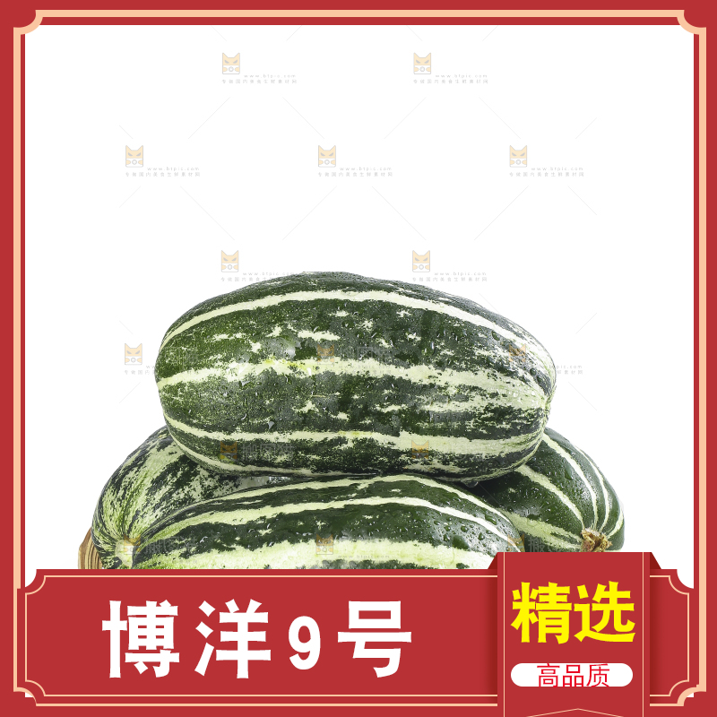 白底上的博洋9号