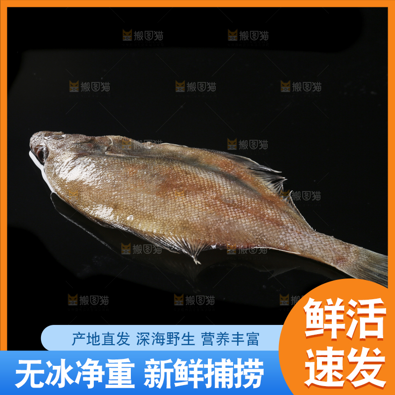 深底上的鲽鱼