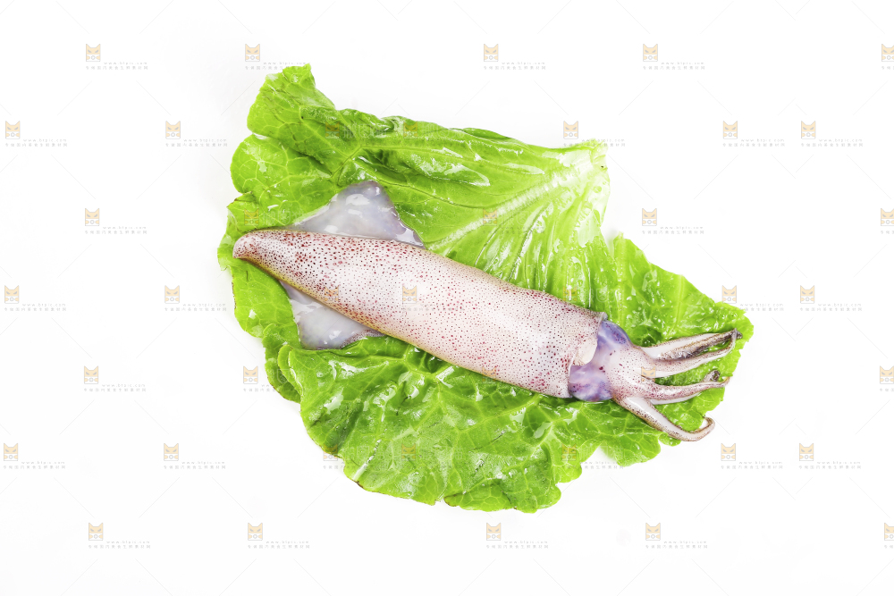 白底上的海兔