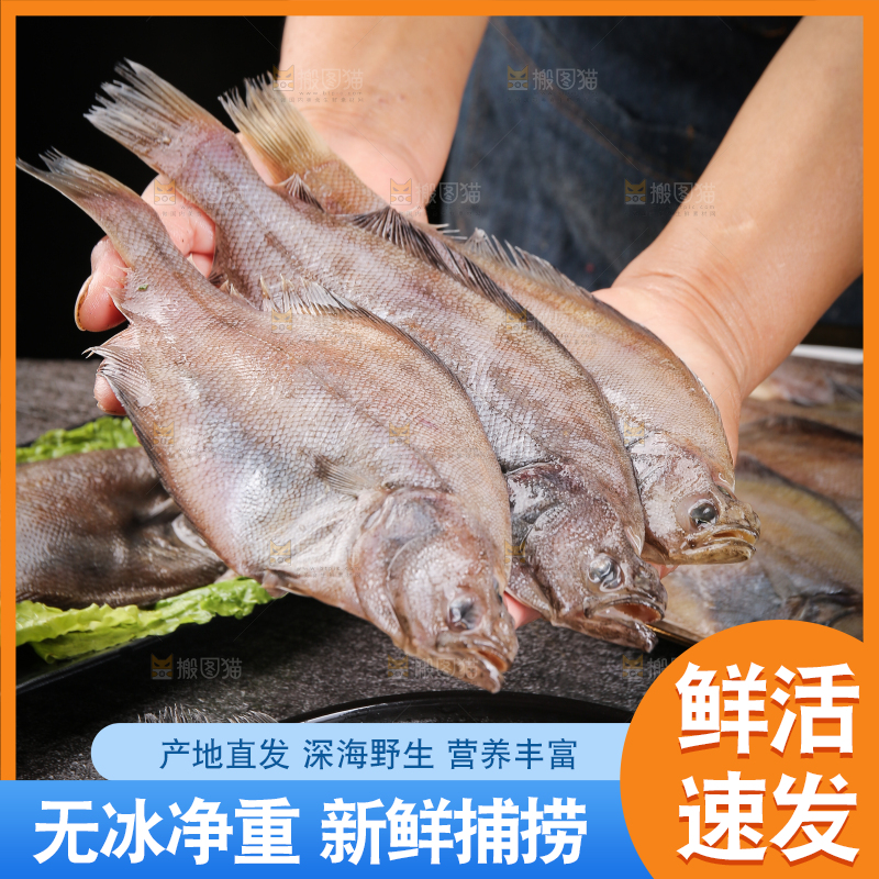 深底上的鲽鱼