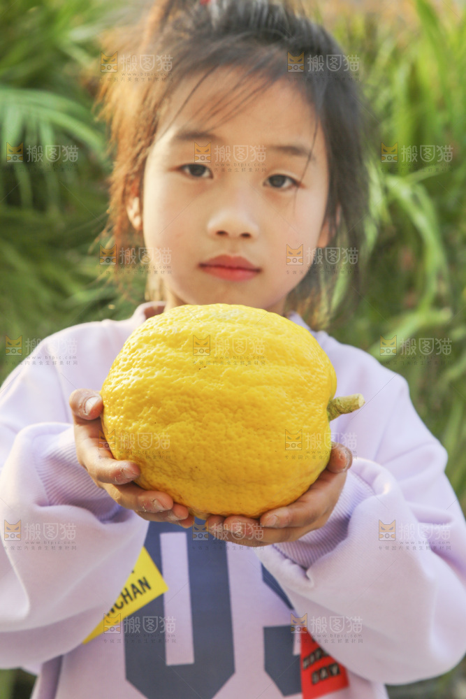 手里拿着香橼果