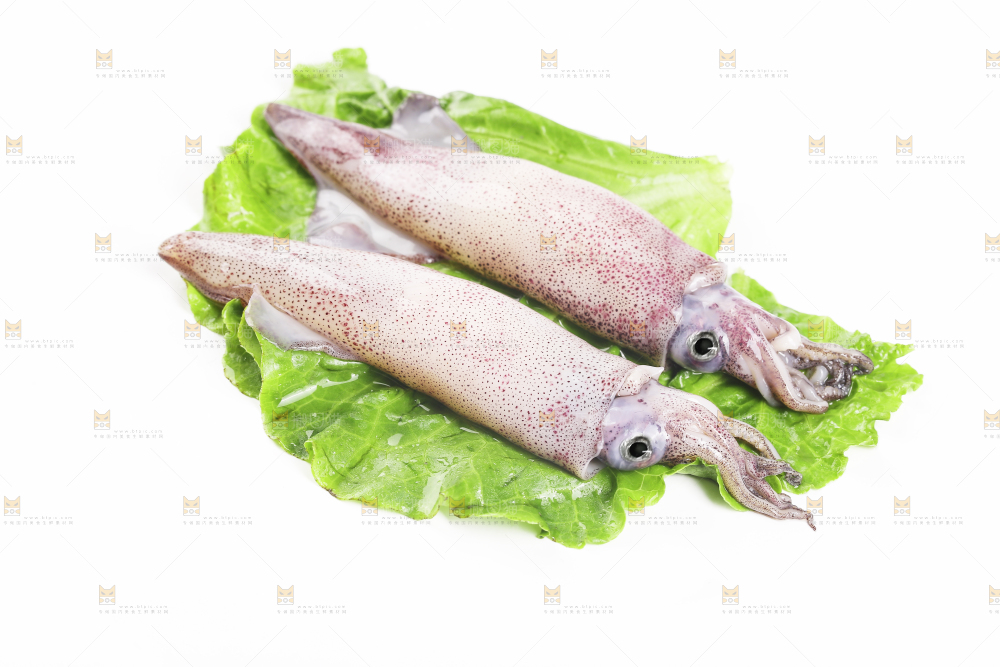 白底上的海兔
