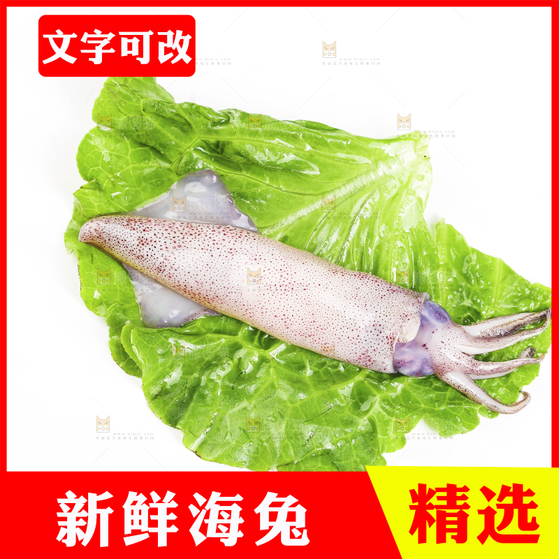 白底上的海兔