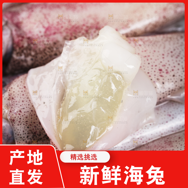 深底上的海兔
