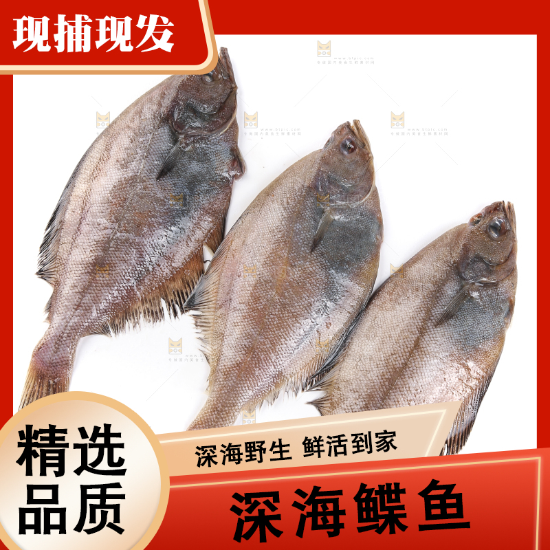 白底上的鲽鱼