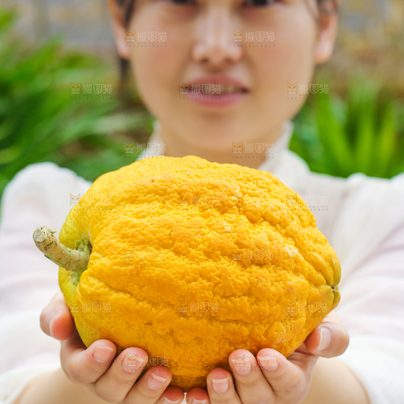 手里拿着香橼果