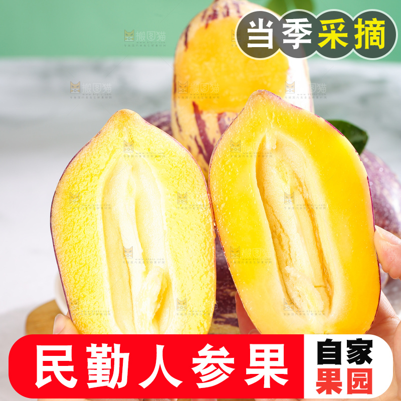 浅底上的民勤人参果