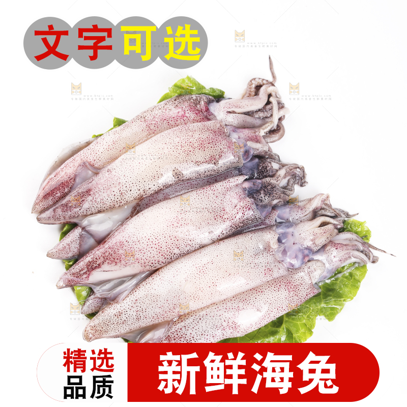 白底上的海兔
