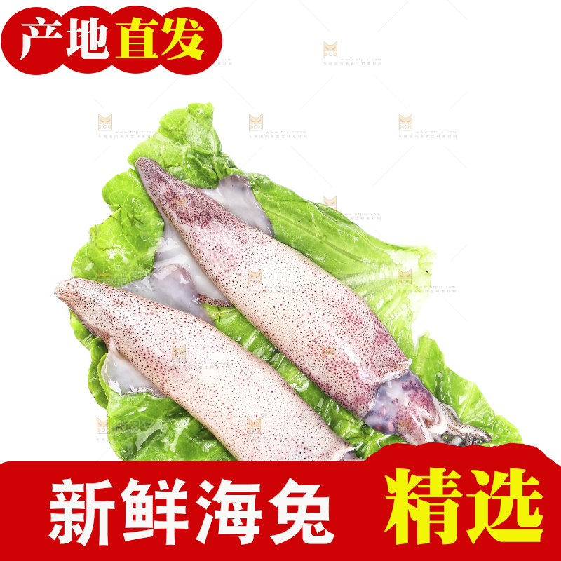 白底上的海兔