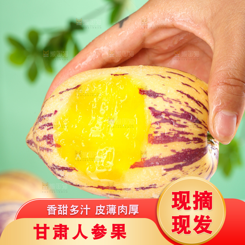 浅底上的民勤人参果