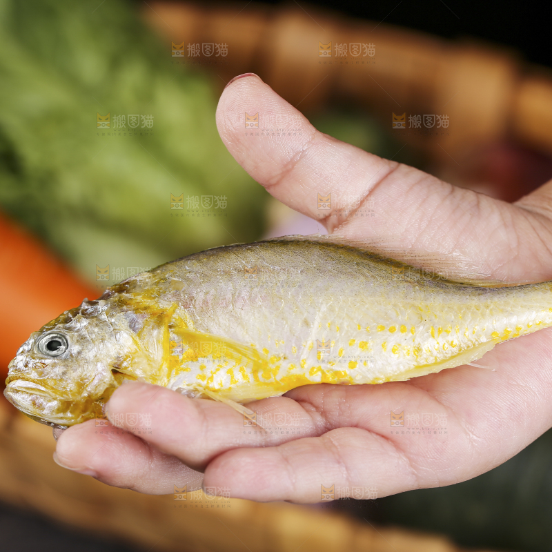 深底上的大头宝