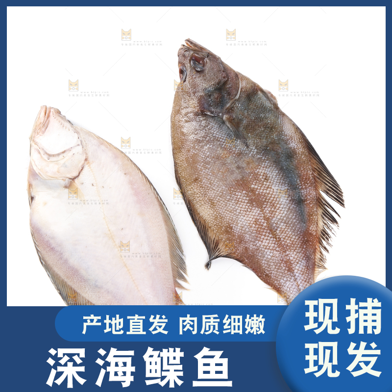 白底上的鲽鱼