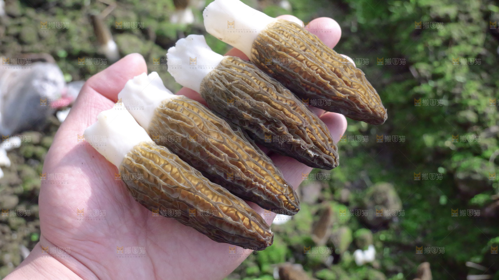手里拿着新鲜羊肚菌