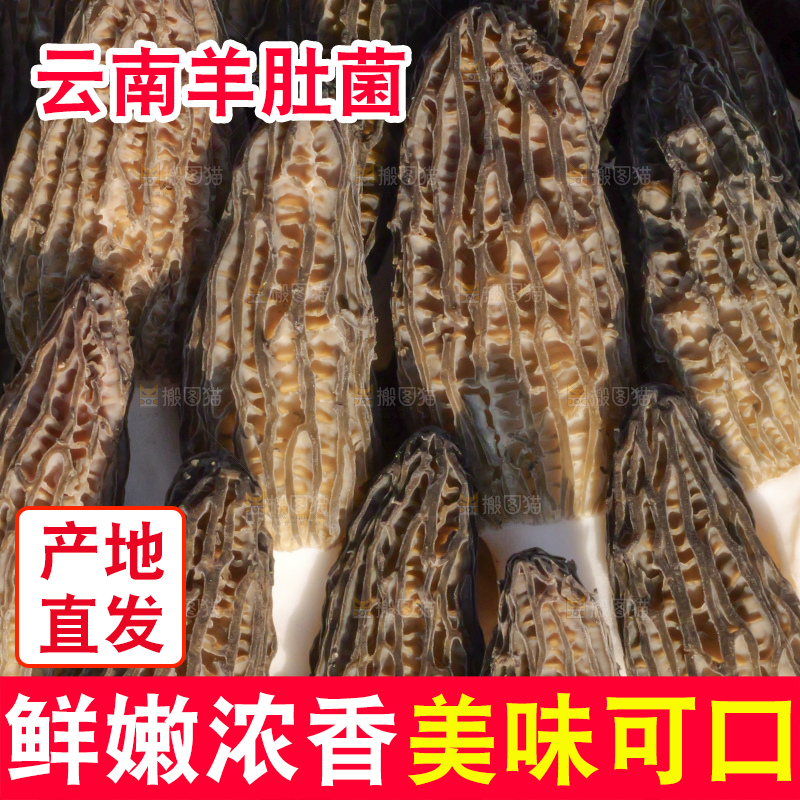 堆放着的新鲜羊肚菌