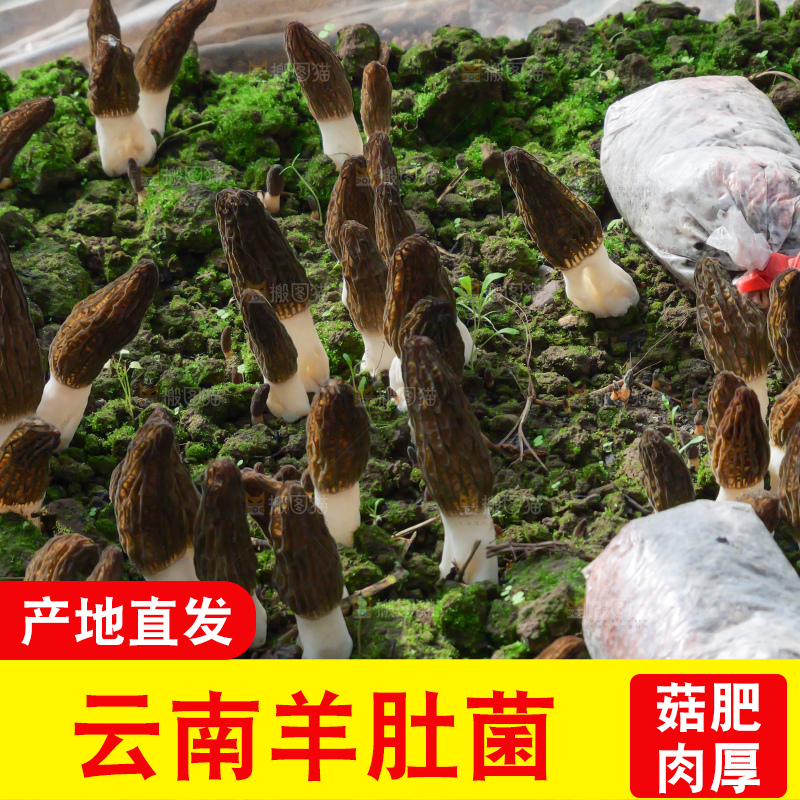 羊肚菌种植基地