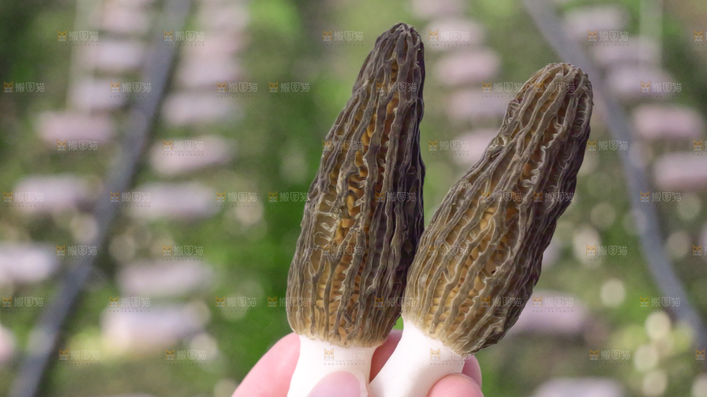 手里拿着新鲜羊肚菌